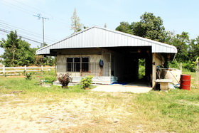 ปลูกปาล์มน้ำมัน