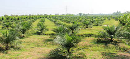 ขายปาล์ม