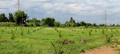 ราคาปาล์ม