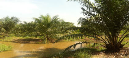 วิธีปลูกปาล์มน้ำมัน