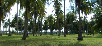 ที่ดินราคาถูก