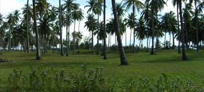 ซื้อที่ดิน